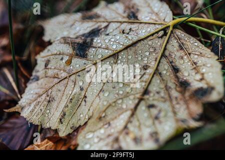 Photo détaillée des gouttes d'eau sur une feuille d'automne. Petites plettes de pluie brillantes sur des feuilles mortes. Photo macro des gouttes d'eau. Banque D'Images