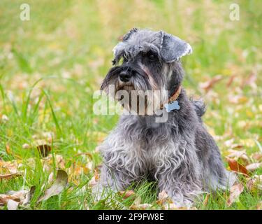 Portrait d'un magnifique chien schnauzer miniature gris barbu assis dans l'herbe sur la pelouse, mise au point sélective. Chien dans un collier avec un os vide ajouter Banque D'Images