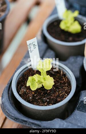 Plantules de laitue verte 'Lollo Bionda' (Lactuca sativa var. Crispa) Banque D'Images