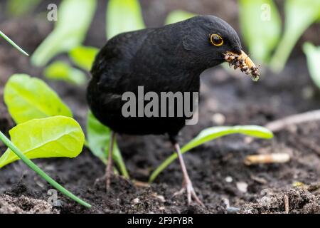 Homme blackbird - Turdus merula - collecte des vers de perturbés Sol dans un lit de légumes nouvellement planté - Royaume-Uni Banque D'Images