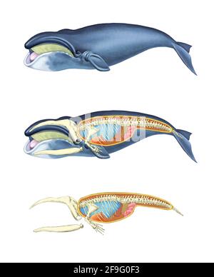 illustration réaliste de la structure des baleines Banque D'Images