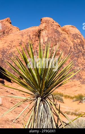 Bayonet espagnole plante contre le grès Red Aztec et la formation de roche Au parc national Valley of Fire, dans le sud du Nevada Banque D'Images