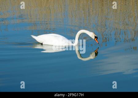 Cygne muet, Höckerschwan, Cygne tuberculé, Cygnus olor, bütykös hattyú, lac Balaton, Hongrie, Magyarország, Europe Banque D'Images