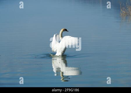 Cygne muet, Höckerschwan, Cygne tuberculé, Cygnus olor, bütykös hattyú, lac Balaton, Hongrie, Magyarország, Europe Banque D'Images