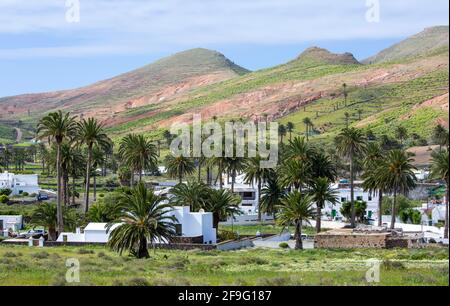 Haría, Lanzarote, Îles Canaries, Espagne. Maisons typiques de village blanchi à la chaux dans la vallée des mille palmiers. Banque D'Images