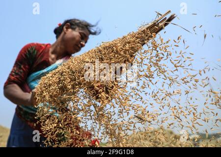 Dhaka, Bangladesh. 18 avril 2021. Un agriculteur sèche le riz récolté dans un champ de riz à Birulia pendant la saison de récolte. Crédit : SOPA Images Limited/Alamy Live News Banque D'Images