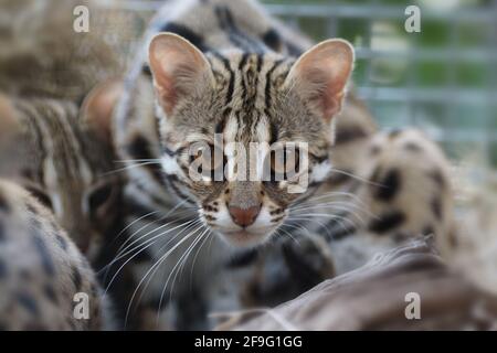 Chat léopard (Prionailurus bengalensis) Banque D'Images