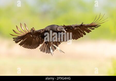 Black Vulture, Laguna Seca Ranch, Rio Grande Valley, Texas, États-Unis Banque D'Images