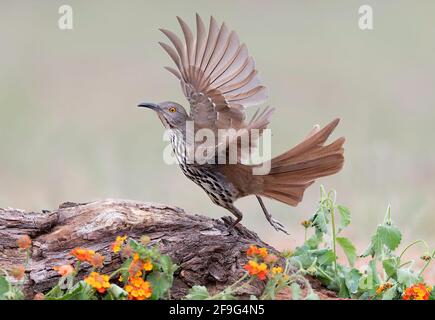 Thrasher à bec long (Toxostoma longirostre), débarquant sur des fleurs de printemps, vallée du Rio Grande, Texas, États-Unis Banque D'Images