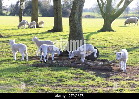 Beccles, Suffolk, Royaume-Uni, 18 avril 2021. Agneaux jouant au soleil de printemps de la fin de l'après-midi, dans une ferme de Suffolk. Monica Wells/Alay Live News Banque D'Images