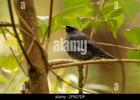 Solitaire à face noire - Myadestes mélanops oiseau noir avec le rouge bec et pattes de la famille de la muguet endémique aux hautes terres Au Costa Rica et à l'ouest Banque D'Images