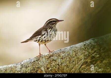 Paruline des ruisseaux - Parkesia noveboracensis, Nouveau Monde orangée et l'un des oiseaux chanteurs migrateurs Nearctic-Neotropical.Il se reproduit dans le nord du pa Banque D'Images