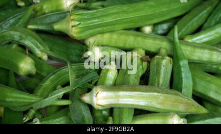 Lady's Fingers est un autre nom anglais pour okra, les gousses de graines mucilagineuses d'une plante de la famille hollyhock. Banque D'Images