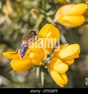 Gros plan d'une abeille qui débarque sur une fleur de gorge jaune près de Preston dans le Lancashire. Banque D'Images