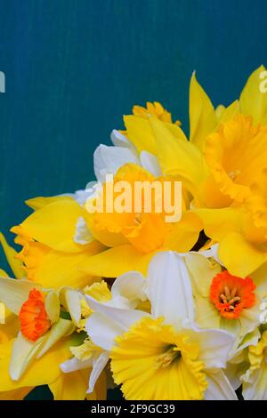 Bouquet de fleurs de jonquille colorées jaune, orange et blanche Banque D'Images