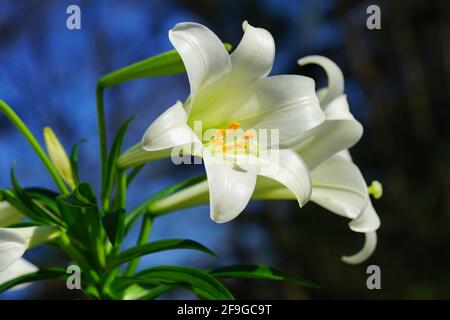 Fleurs de trompette blanches et jaunes parfumées de fleurs de nénuphars (lilium longiflorum) au printemps Banque D'Images