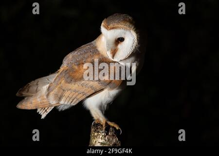 Barn Owl (Tyto Alba) Royaume-Uni Banque D'Images