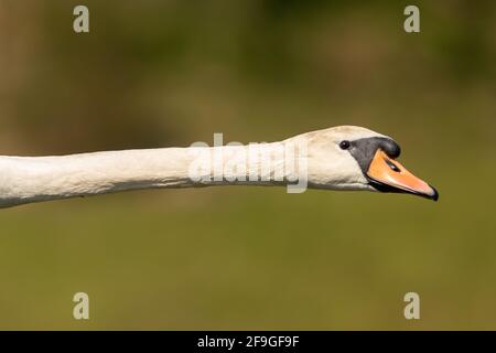 Col de cygne Banque D'Images