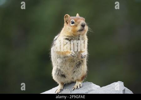 Un chipmunk sur le Mont Shasta, Californie Banque D'Images