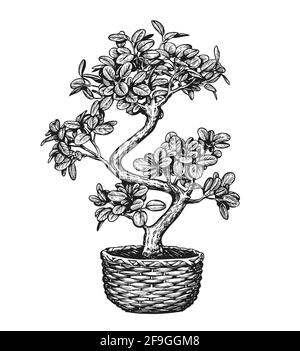 Bonsai dans un pot de fleurs isolé en arrière-plan. Illustration du vecteur d'esquisse de la maison Illustration de Vecteur