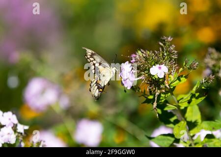 Un papillon géant à queue jaune (Papilio créphontes) qui s'équilibre sur des fleurs violettes avec un fond de jardin vert flou Banque D'Images