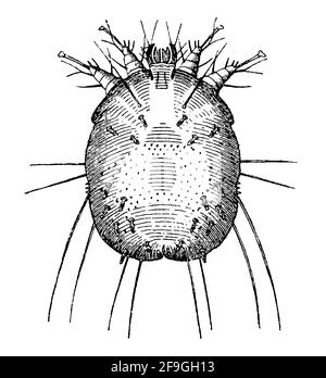 Sarcoptes scabiei. Illustration du 19e siècle. Allemagne. Arrière-plan blanc. Banque D'Images