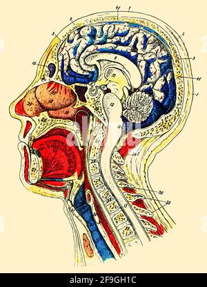 Structure interne de la tête et du cou humains. Illustration du 19e siècle. Allemagne. Banque D'Images