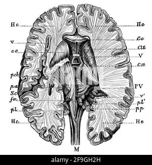 Coupe transversale du cerveau humain. Illustration du 19e siècle. Allemagne. Arrière-plan blanc. Banque D'Images