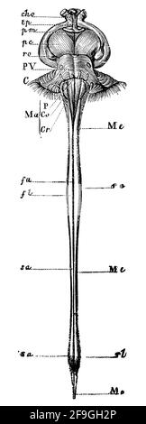 Base du cerebrum et de la moelle épinière vue de l'avant. Illustration du 19e siècle. Allemagne. Arrière-plan blanc. Banque D'Images