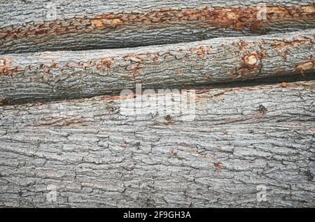 Arrière-plan de l'écorce des grumes de pin, foyer sélectif. Banque D'Images