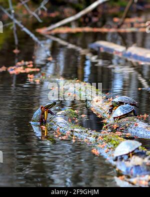 Une tortue peinte de midland (Chrysemys picta marginata) grimpe une bûche flottante pour se joindre à d'autres qui se bronzent dans un étang. Fleurs d'érable tombées Banque D'Images