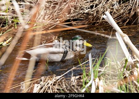 Un canard hybride mâle, descendant d'un canard collard (Anas platyrhynchos) et d'un canard noir américain (Anas rubripes), nage dans un petit ruisseau d'eau Banque D'Images