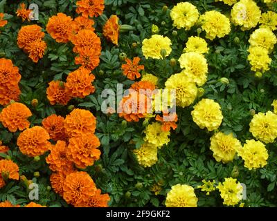 Gros plan de tagetes orange et jaune sur un bague Banque D'Images