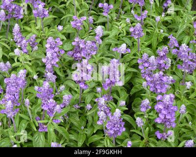 Un gros plan de fleurs de salvia divinorum Banque D'Images