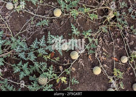 Pomme amère (Citrullus colocynthis), plante et fruit dans un lit, Saxe, Allemagne Banque D'Images