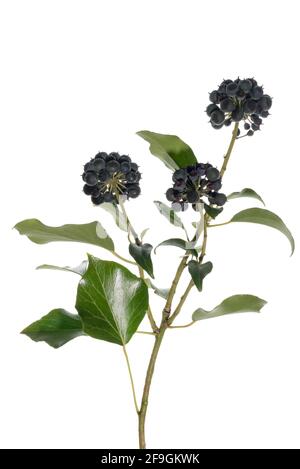 Ivy (Hedera) avec des fruits sur fond blanc, Allemagne Banque D'Images