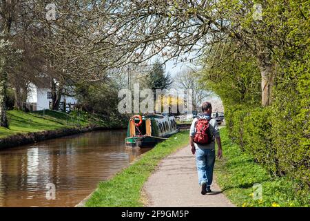 Homme marchant le long du chemin de halage de Trent et Mersey canal passé un bateau à rames près des écluses de Red Bull à Église Lawton Cheshire Banque D'Images