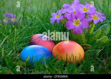 Oeufs de Pâques dans l'herbe avec primrose, Allemagne Banque D'Images