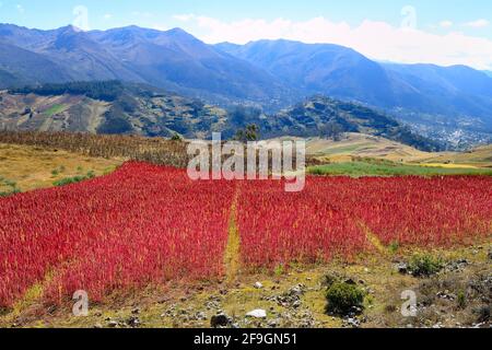 Champ de quinoa mûr (Chenopodium quinoa), province d'Andahuaylas, Pérou Banque D'Images