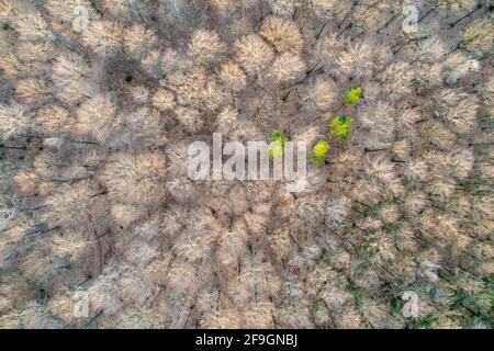 Image de drone, forêt mixte, Schurwald, Bade-Wurtemberg, Allemagne Banque D'Images