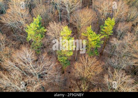 Image de drone, forêt mixte, Schurwald, Bade-Wurtemberg, Allemagne Banque D'Images