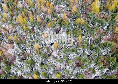 Image de drone, forêt mixte, Schurwald, Bade-Wurtemberg, Allemagne Banque D'Images