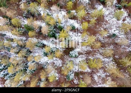 Image de drone, forêt mixte, Schurwald, Bade-Wurtemberg, Allemagne Banque D'Images