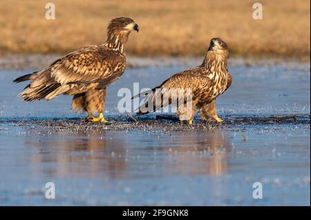 Deux jeunes aigles à queue blanche (Haliaeetus albicilla) se tenant sur une plaque de glace en hiver, Kutno, Pologne Banque D'Images