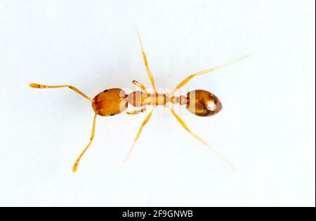 Pharaon ant (Monomorium pharaonis), ant, fourmis Banque D'Images