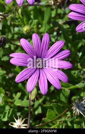 Osteospermum ecklonis, Asteraceae, Compositae, Daisybush, fleur pourpre unique sur fond de feuille verte - prise Andalousie, Espagne Banque D'Images