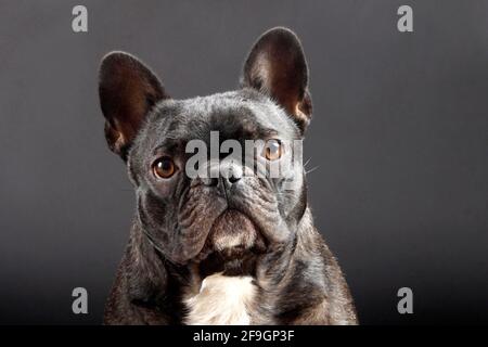 Bouledogue Français Banque D'Images