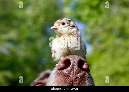 Petit Munsterlander et chasse faisan (Phasianus colchicus), poussin, sur le nez, petit Munsterlander, poussin Pheasant Banque D'Images