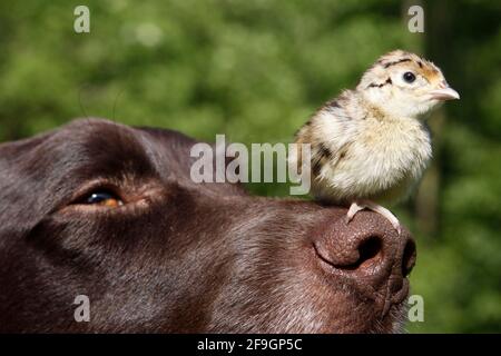 Petit Munsterlander et chasse faisan (Phasianus colchicus), poussin, sur le nez, petit Munsterlander, poussin Pheasant Banque D'Images