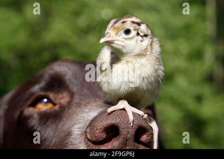 Petit Munsterlander et chasse faisan (Phasianus colchicus), poussin, sur le nez, petit Munsterlander, poussin Pheasant Banque D'Images